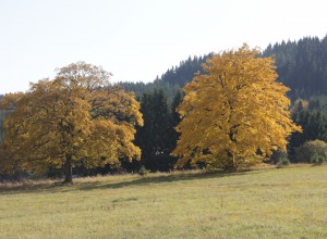 Herbst Erzgebirge